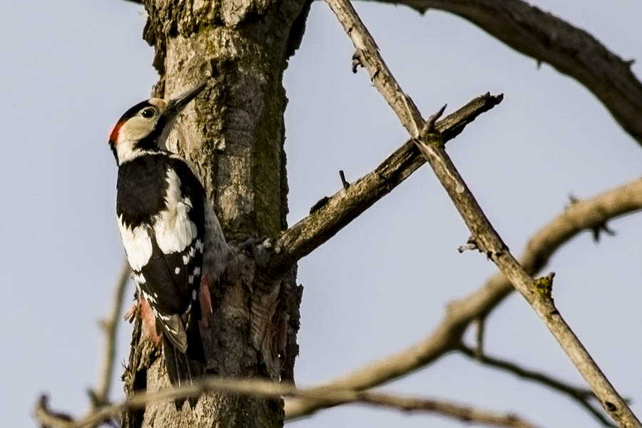 Syrian Woodpecker