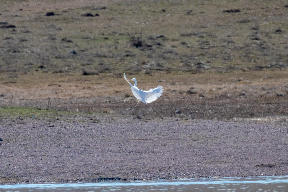 Great Egret