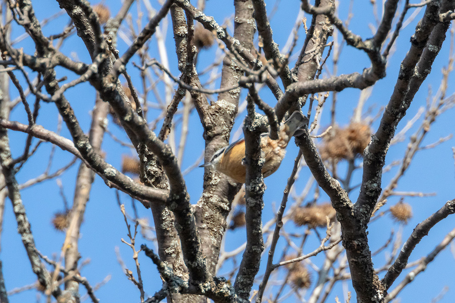 Eurasian Nuthatch