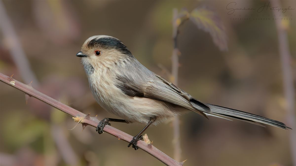 Long-tailed Tit