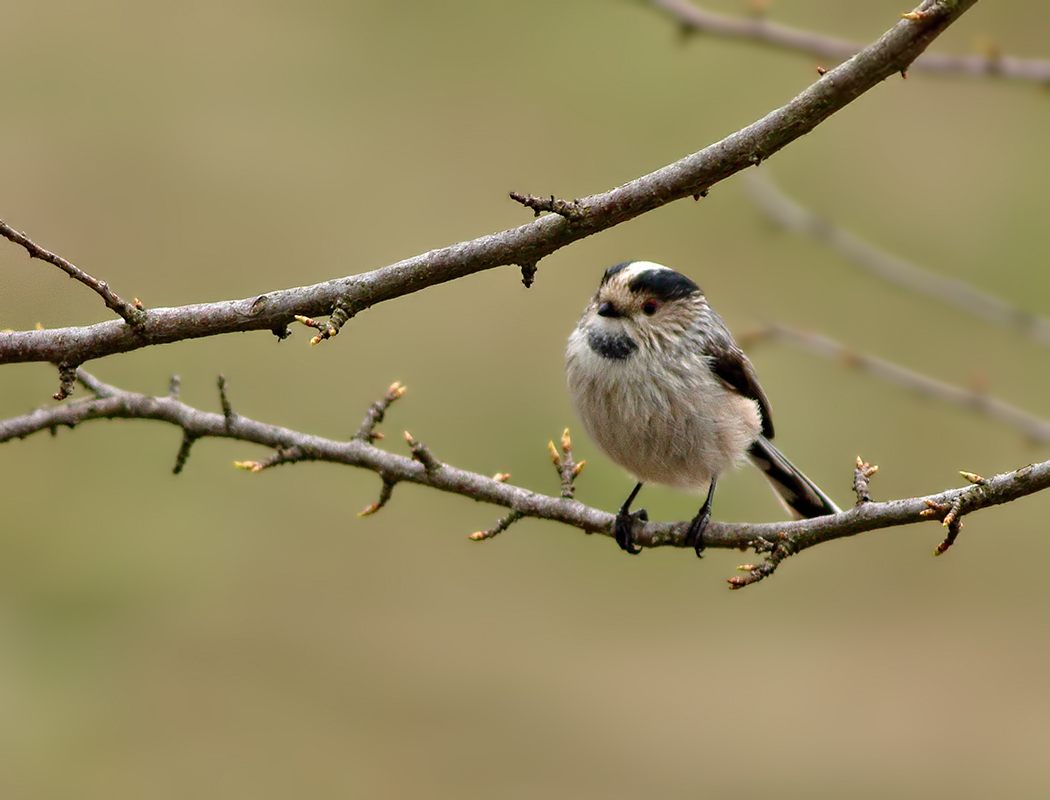 Long-tailed Tit