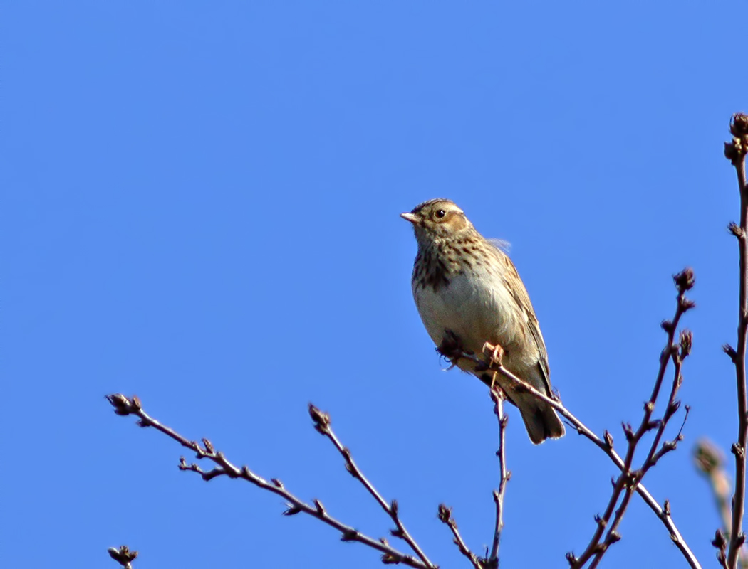 Woodlark