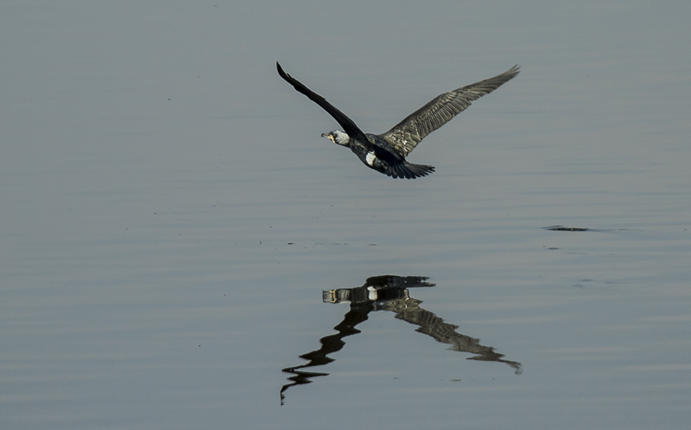 Great Cormorant