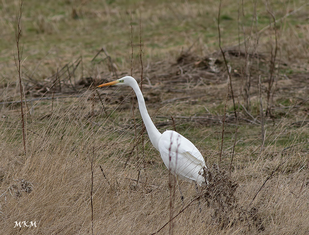 Great Egret