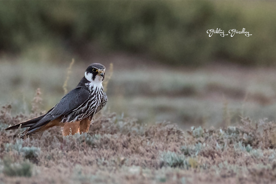 Eurasian Hobby