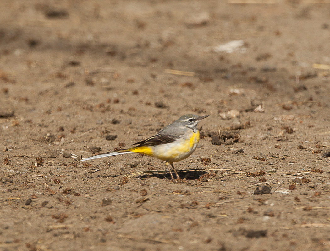 Grey Wagtail