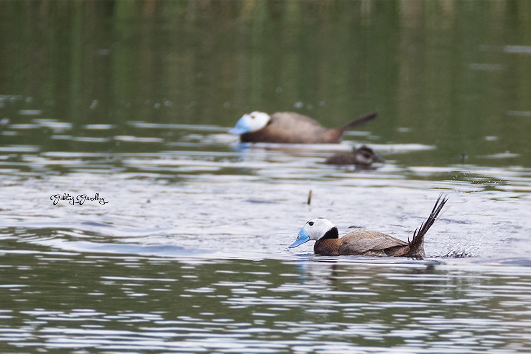 White-headed Duck