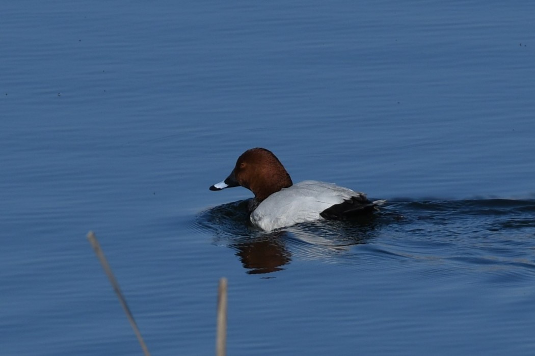 Common Pochard