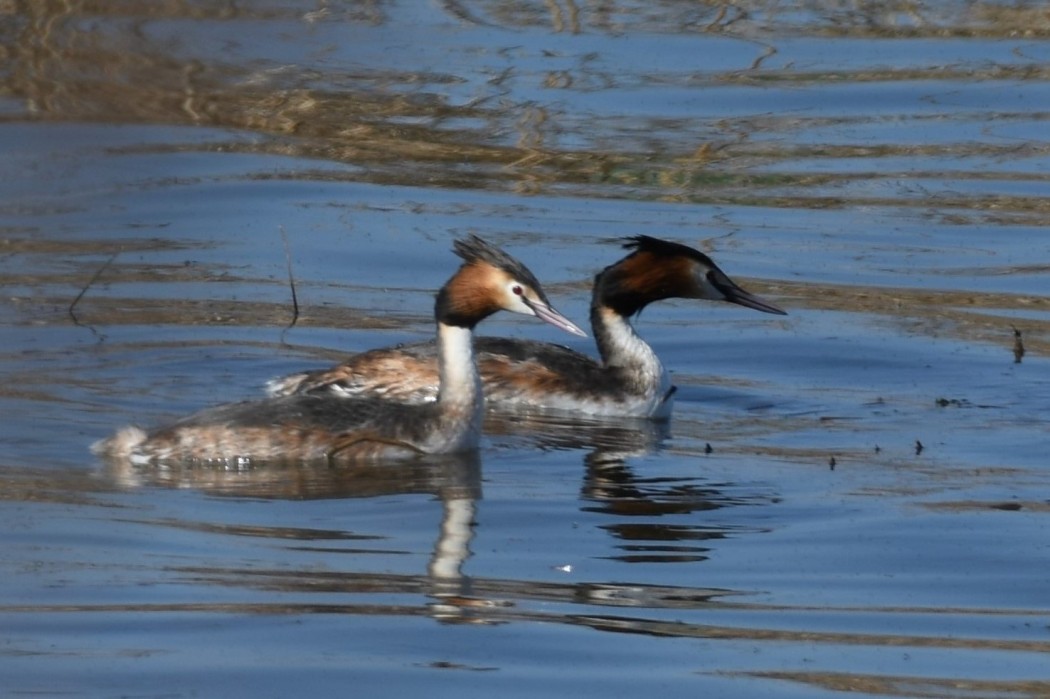 Great Crested Grebe