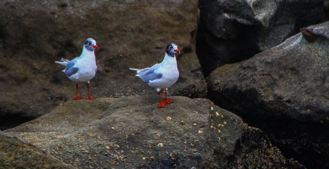 Mediterranean Gull