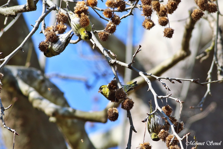 Eurasian Siskin