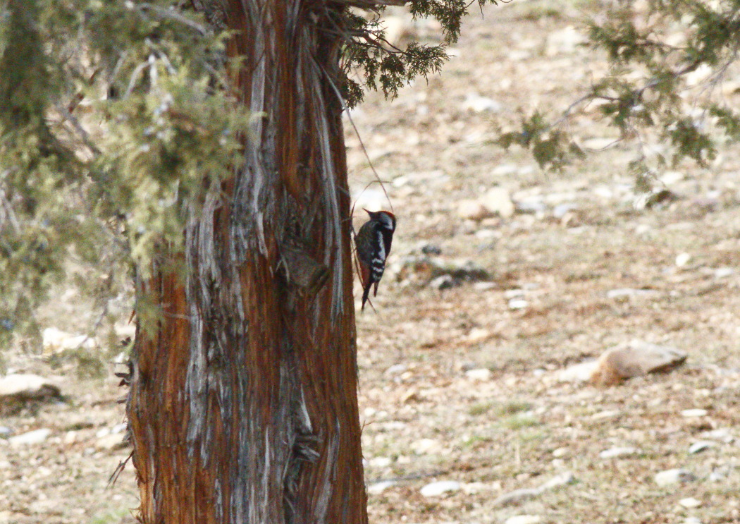 Middle Spotted Woodpecker