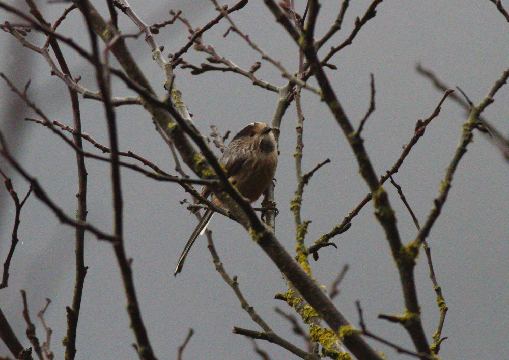 Long-tailed Tit