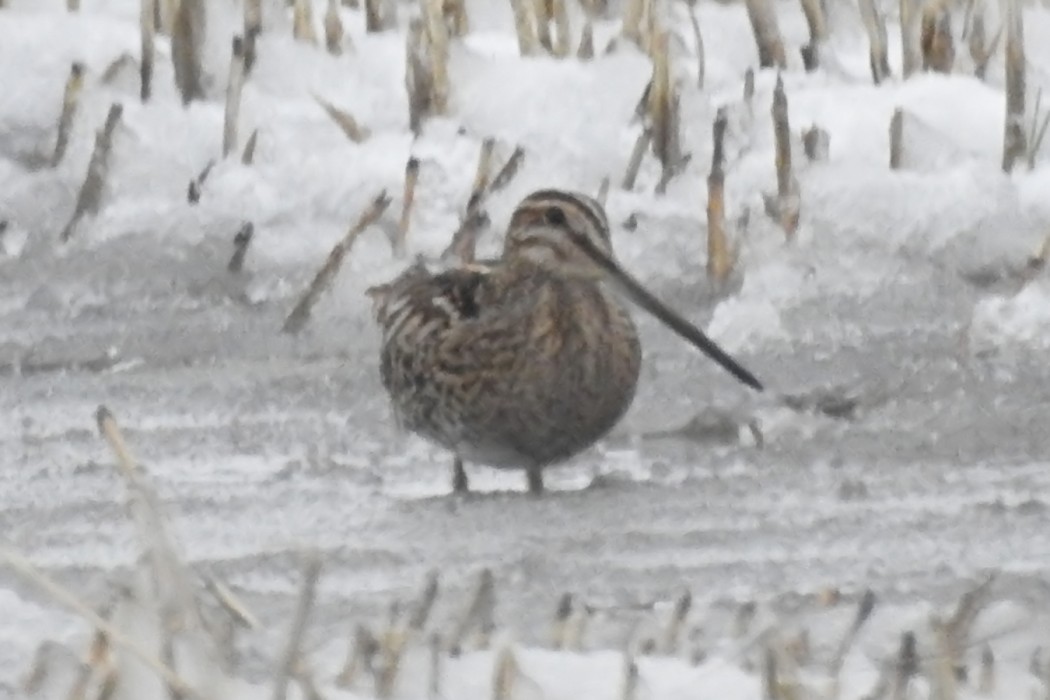 Common Snipe