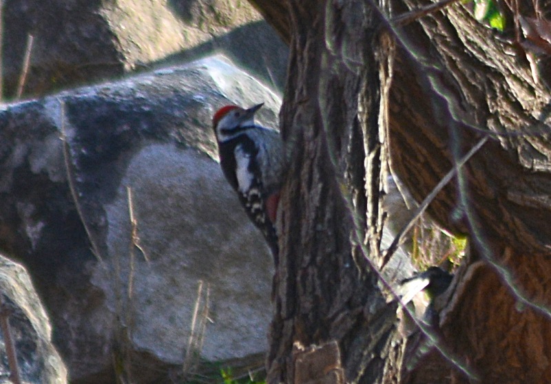 Middle Spotted Woodpecker