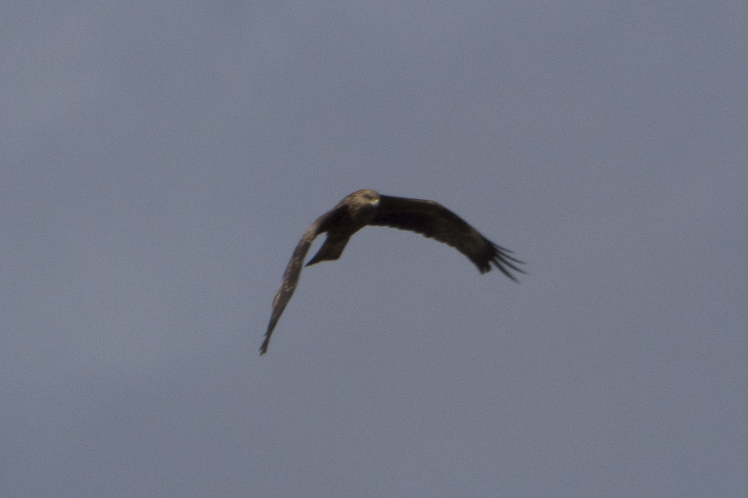 Black Kite