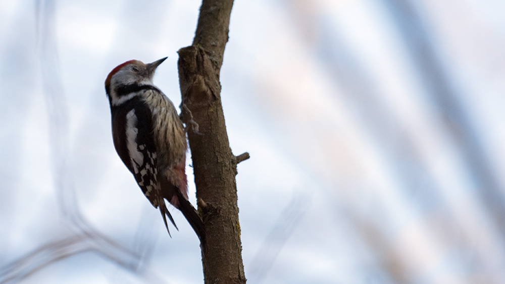 Middle Spotted Woodpecker
