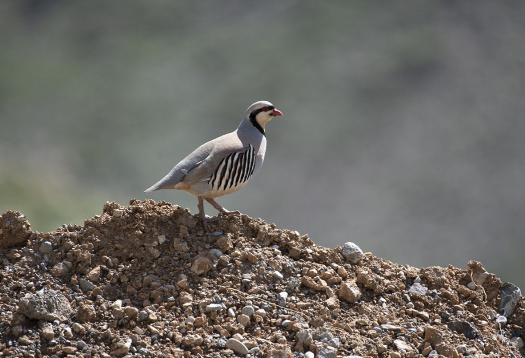 Chukar Partridge