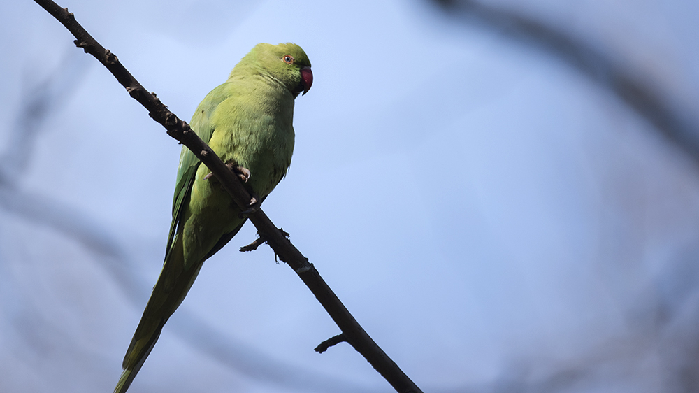 Rose-ringed Parakeet