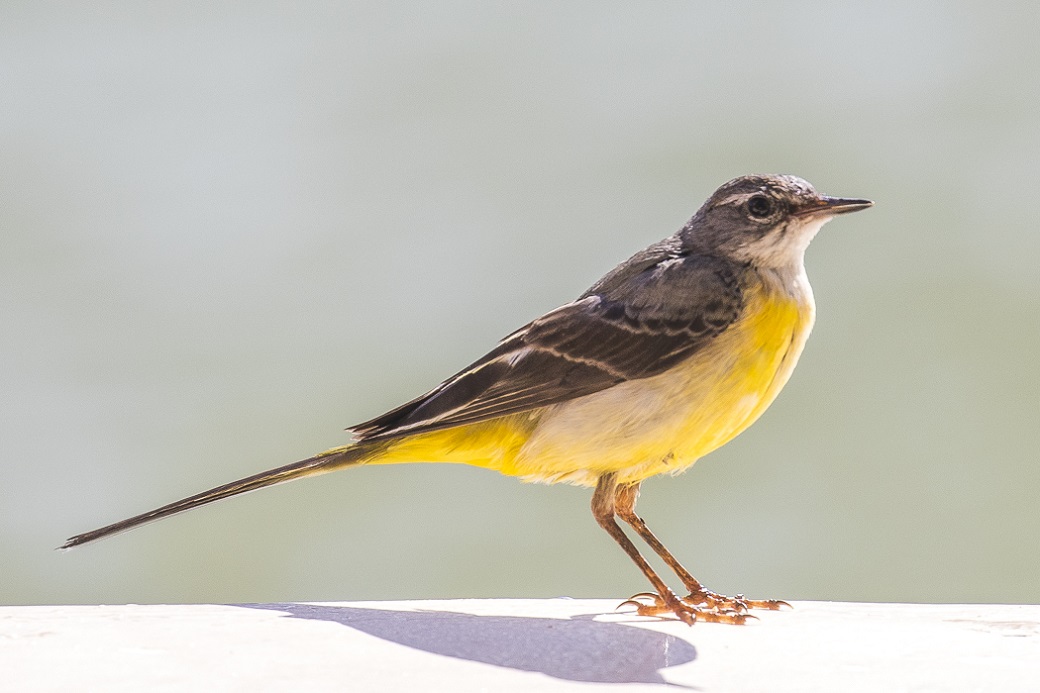 Grey Wagtail