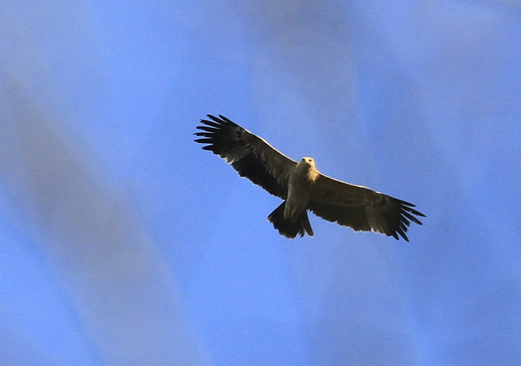 Şah Kartal