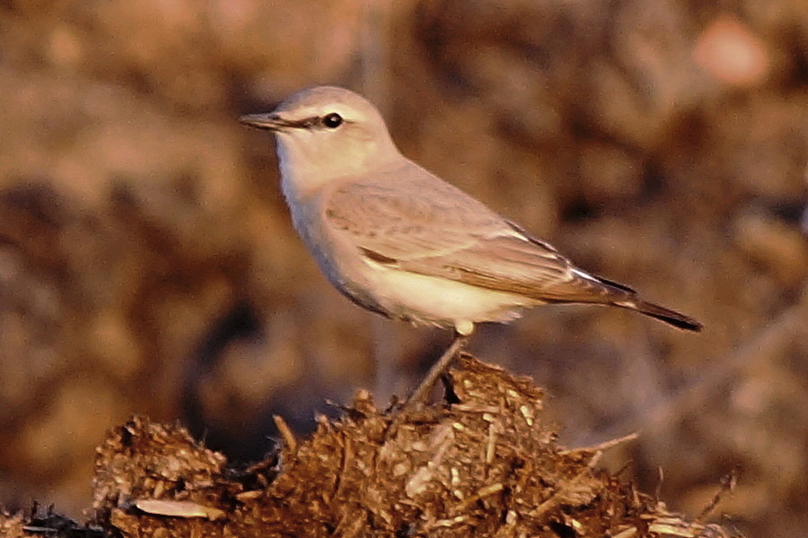 Boz Kuyrukkakan