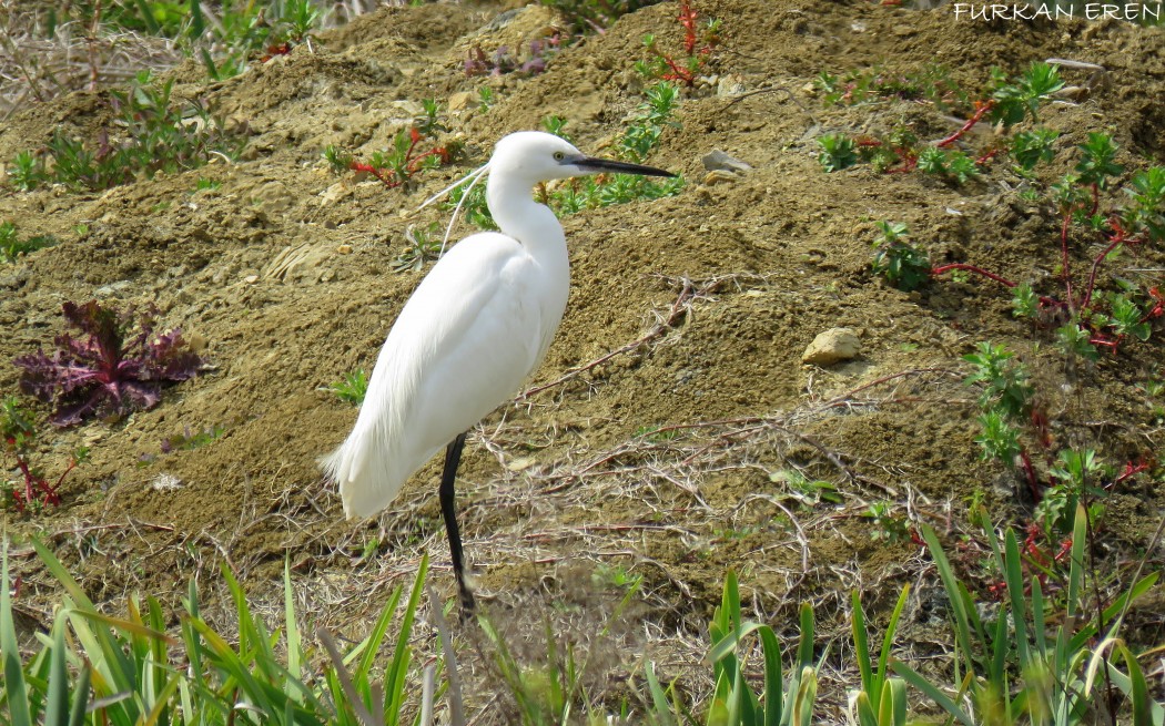 Little Egret