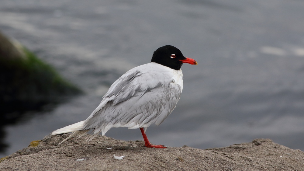 Mediterranean Gull