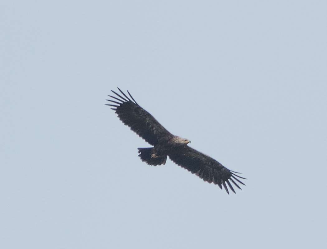 Şah Kartal