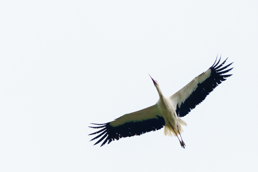 White Stork