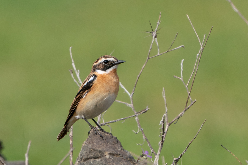 Whinchat