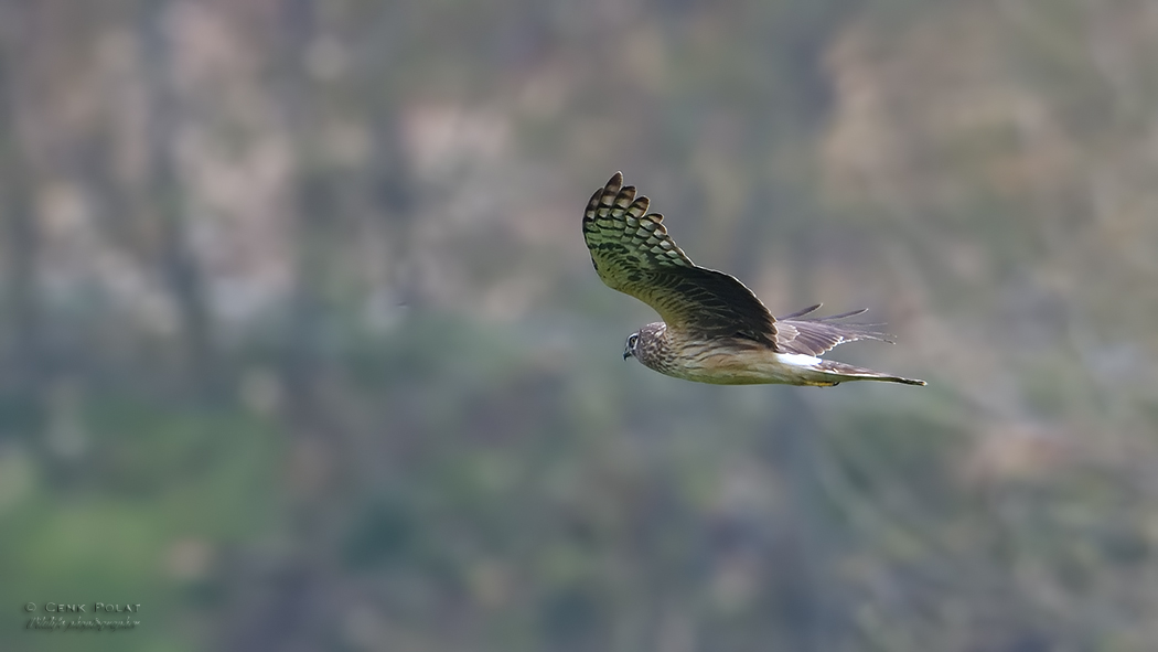 Hen Harrier