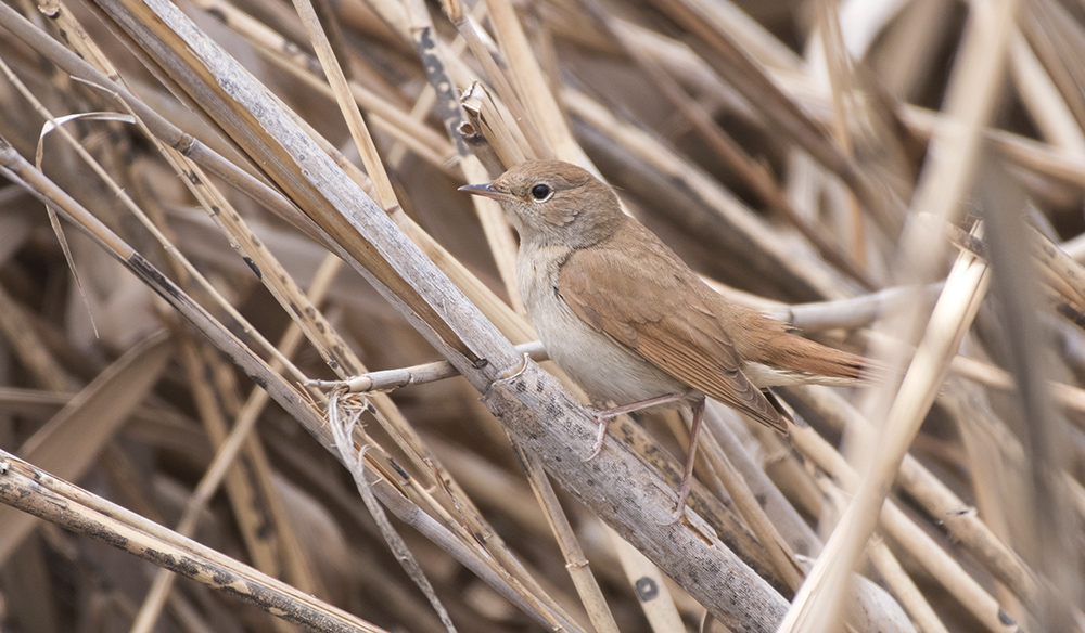 Common Nightingale