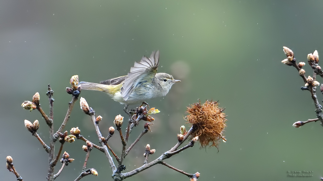 Eastern Bonelli`s Warbler
