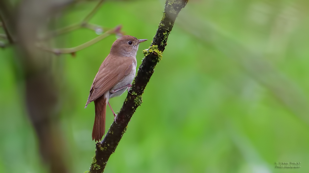 Common Nightingale