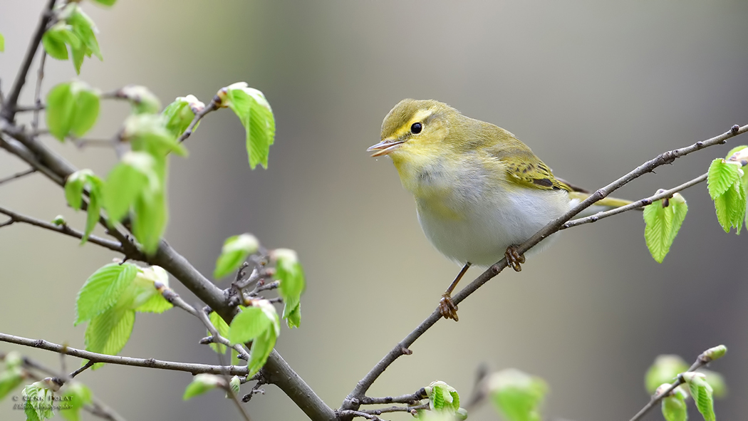 Wood Warbler