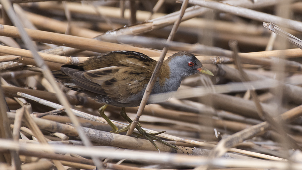 Little Crake