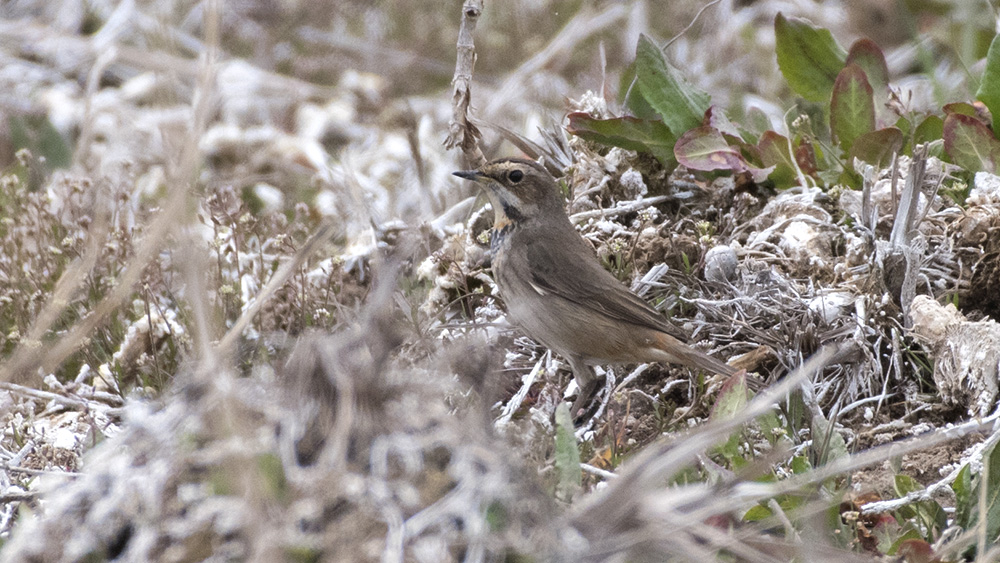 Bluethroat