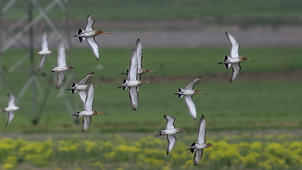 Black-tailed Godwit