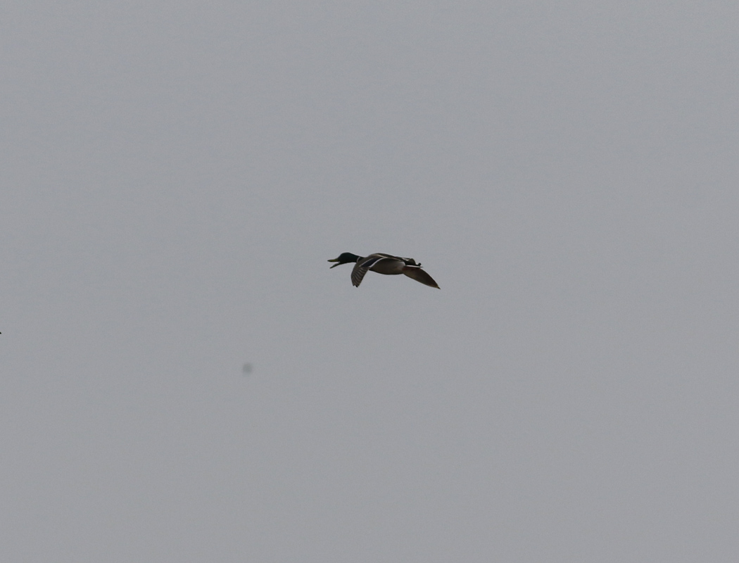 Mallard