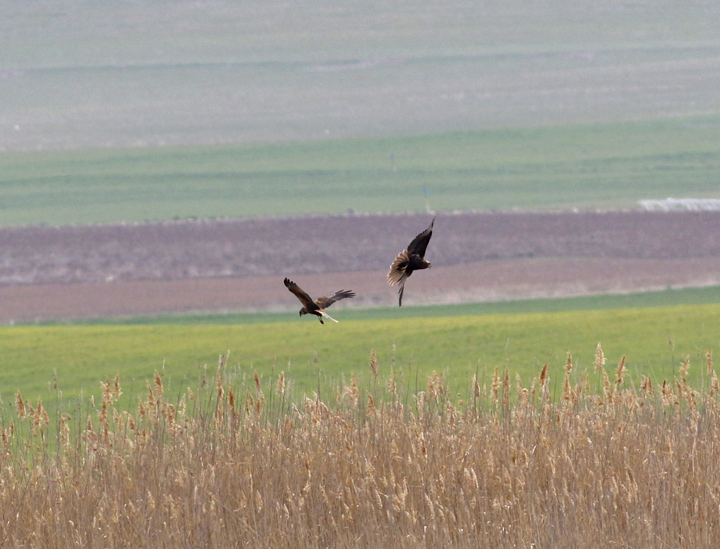 Western Marsh Harrier