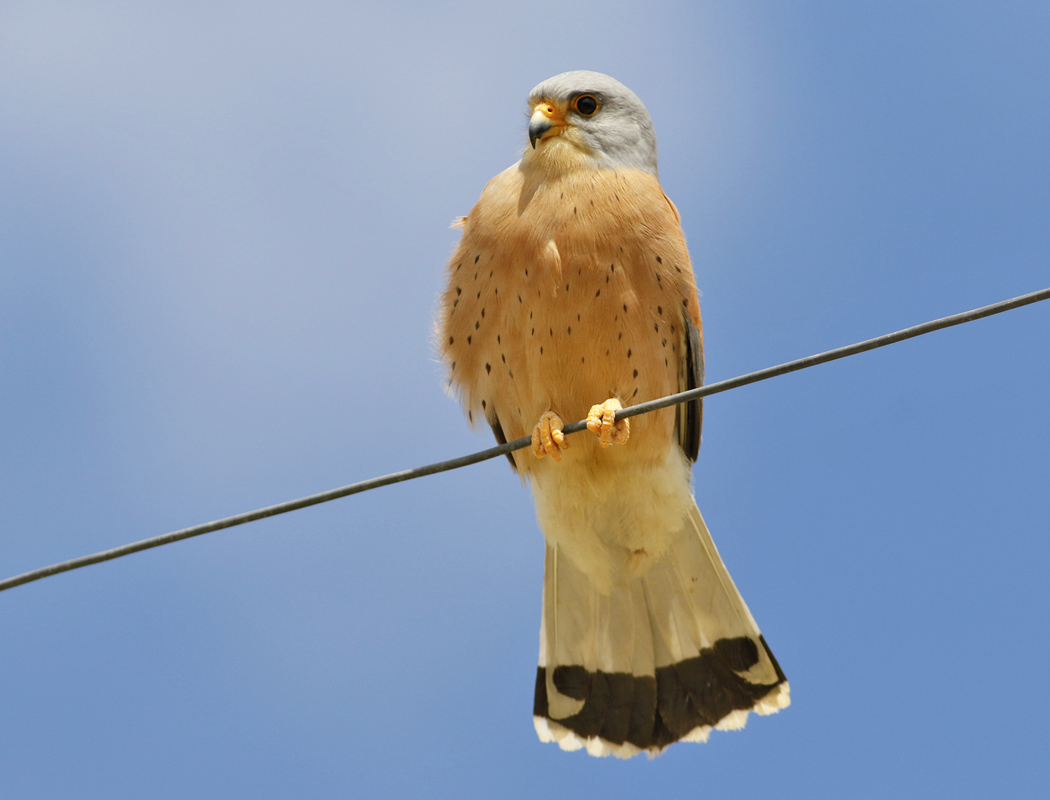 Lesser Kestrel