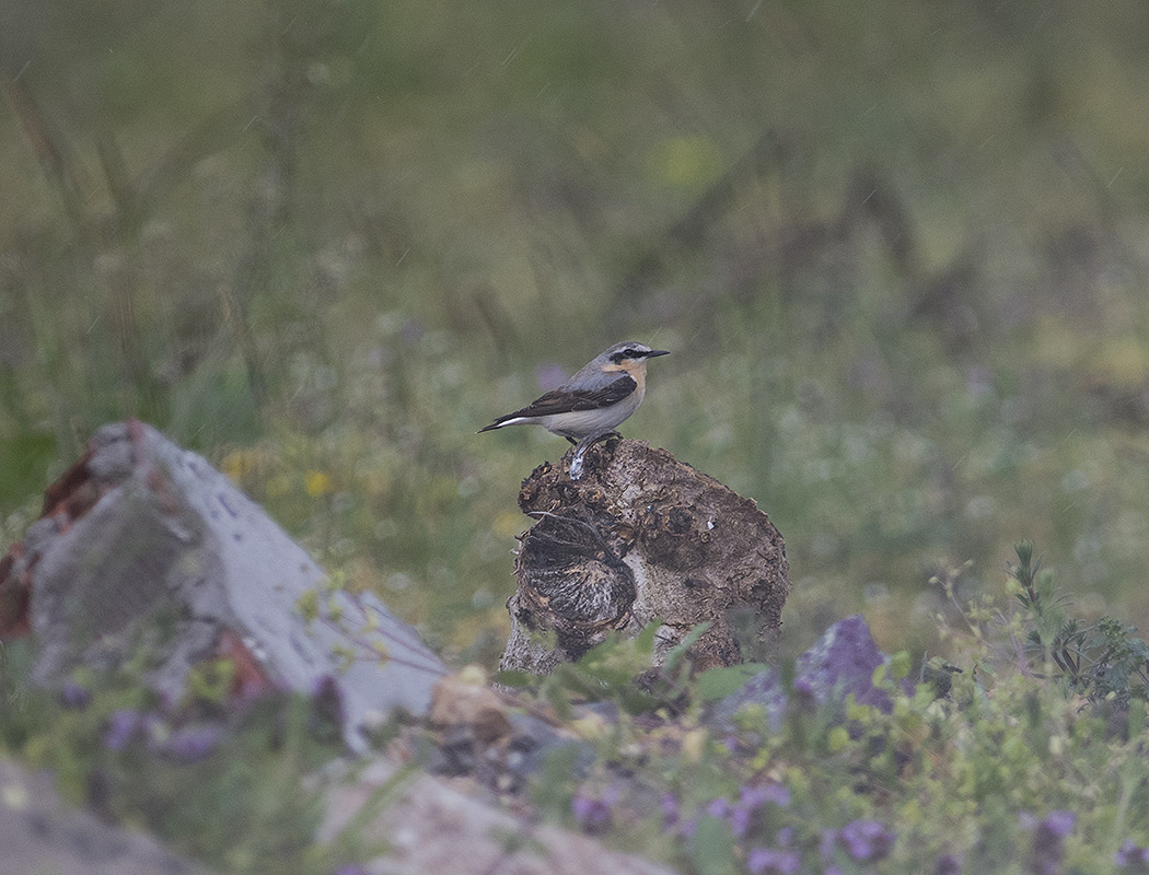 Northern Wheatear