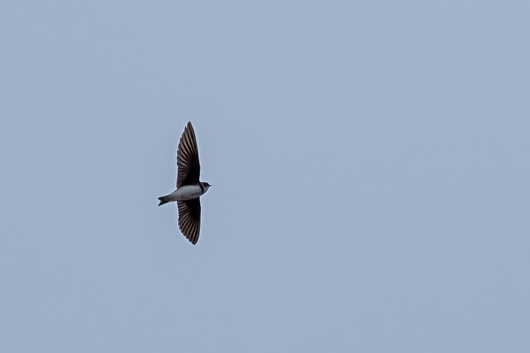 Sand Martin