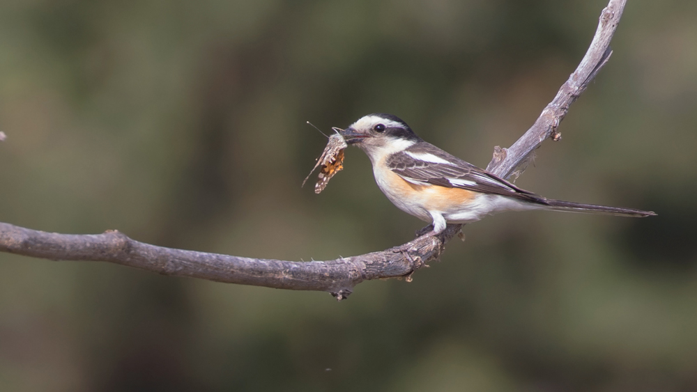 Masked Shrike