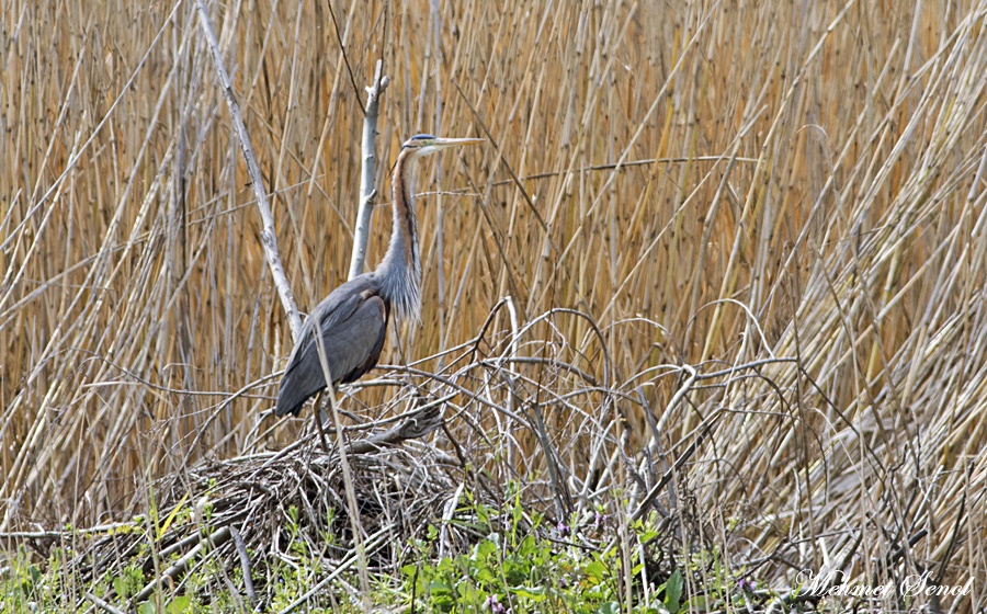 Purple Heron