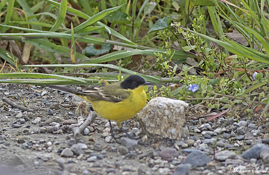 Western Yellow Wagtail