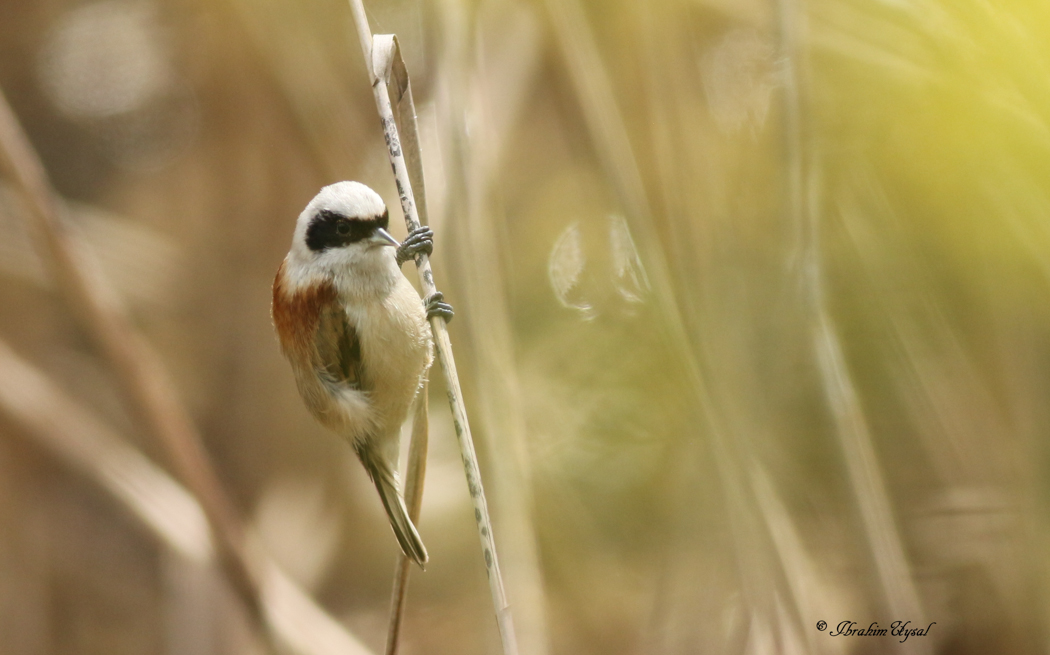 Eurasian Penduline Tit