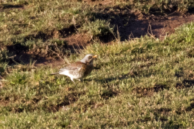 Fieldfare