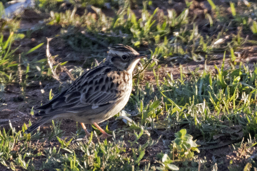 Eurasian Skylark